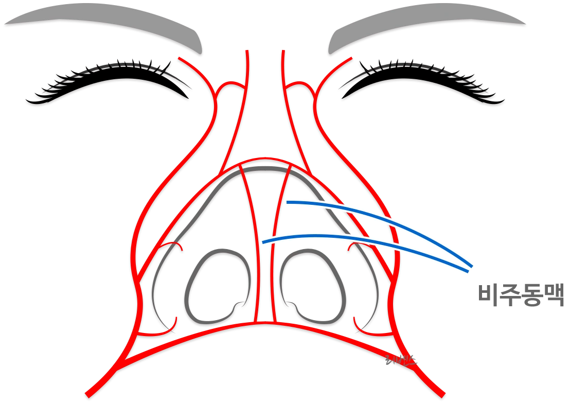 코의 혈관, 비주동맥
